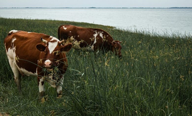 large midc 16aaanc sbi