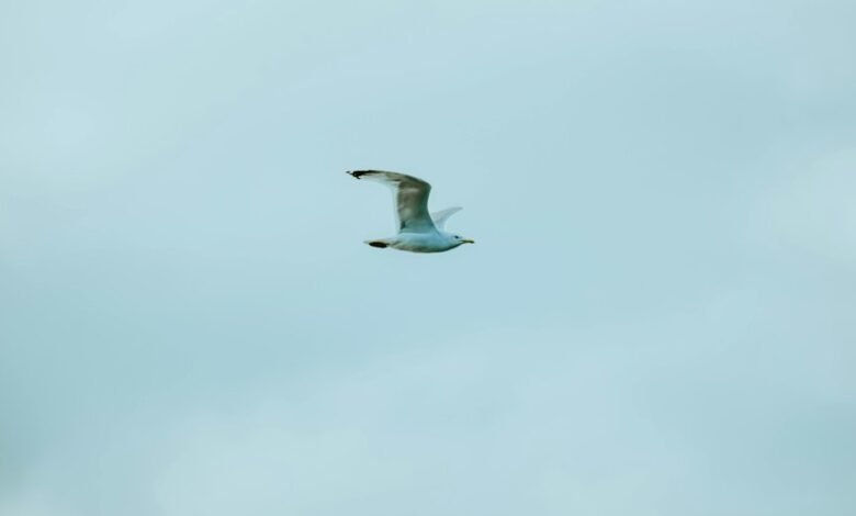 maximum life high heat